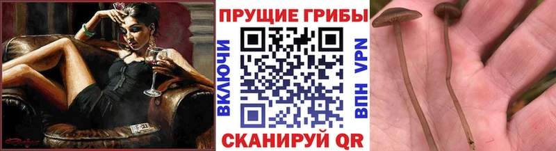 ссылка на мегу tor что такое наркотик Вихоревка Галлюциногенные грибы Magic Shrooms